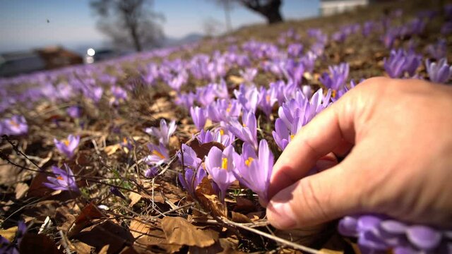 hand taking one purple crocus flower from the meadow