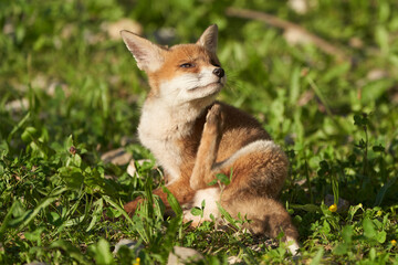 Naklejka na ściany i meble Red Fox Portrait Vulpes Vulpes Evening Sun