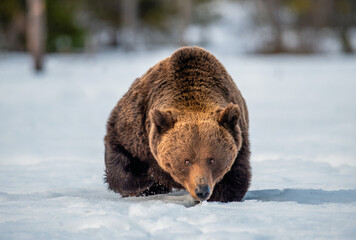 Brown bear walking on the snow in winter forest. Front view. Scientific name: Ursus Arctos. Wild nature.  Natural Habitat.