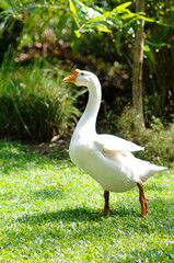A Swan Walking on the Grass