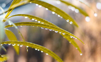 Line of water drops binded to the leaves in a beautiful manner.