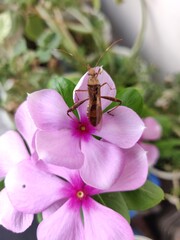 insect on flower