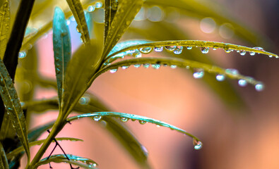 Line of water drops binded to the leaves in a beautiful manner.