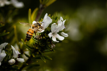 bee on flower