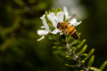 bee on flower