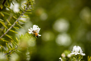 bee on flower