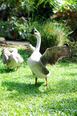 A Swan Spreading its Wings