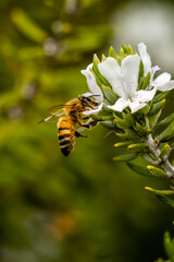 bee on flower