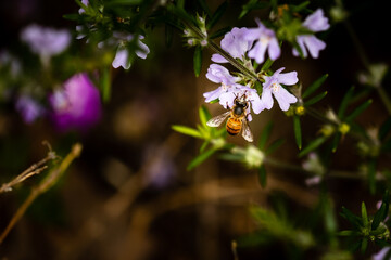bee on flower