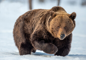 Brown bear walking on the snow in winter forest. Front view. Scientific name: Ursus Arctos. Wild...