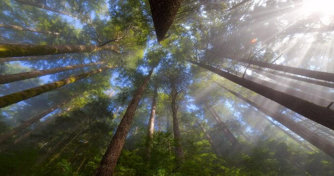 Directly below lockdown shot of sun rays through tree trunks in forest - Tofino, Canada