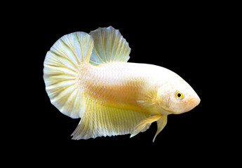 Betta Super Gold Halfmoon Plakat HMPK Male or Plakat Fighting Fish Splendens  on Black Background.