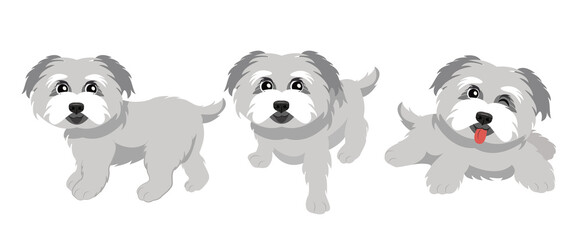 MALTESE DOG BREED 2