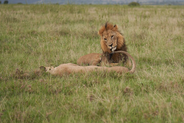 Lion and Lioness Kenya Safari Savanna Mating
