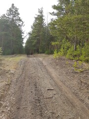 Country dirt road in the forest