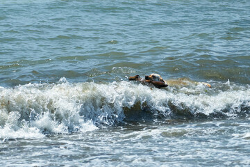 Fototapeta premium Dog playing with a stick by the sea. A dog brings a stick thrown into the sea.