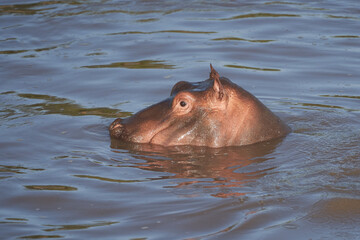 Hippo Hippopotamus amphibious Africa Safari Portrait Water