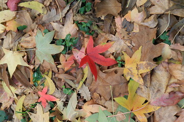 Autumn leaves. Green grass. Abstract background. Macro.