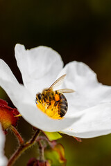 bee on little white flowers