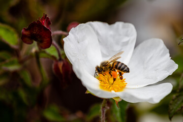 bee on little white flowers