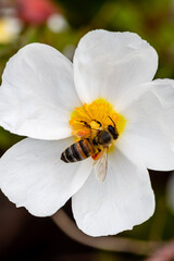 bee on little white flowers