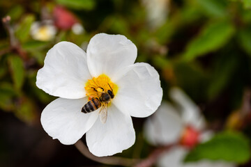 bee on little white flowers