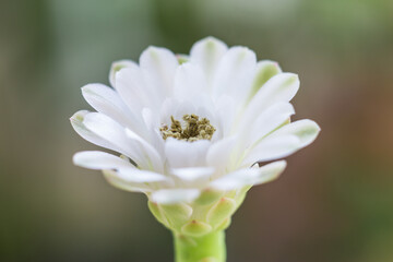 Cactus in pot on wooden table