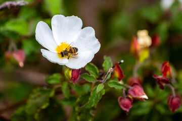 bee on little white flowers