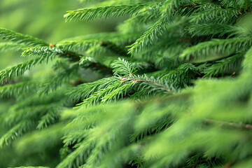 CLose up of the  bright green young spruce branches on a green blurred background, soft focus