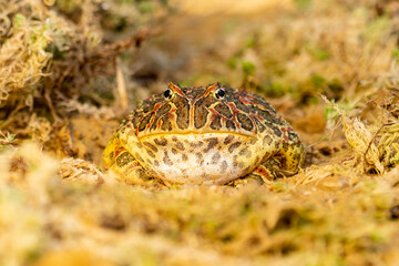 Closeup head of Argentine horned frog (Ceratophrys ornata), also known as the Argentine wide-mouthed frog or the ornate pacman frog