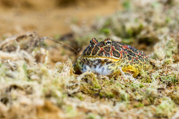 Closeup head of Argentine horned frog (Ceratophrys ornata), also known as the Argentine wide-mouthed frog or the ornate pacman frog