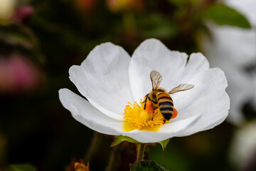 bee on little white flowers