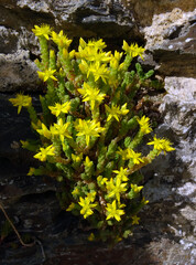 Sedum acre