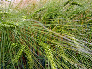 Blé vert