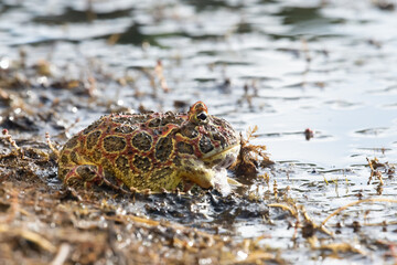 Closeup head of Argentine horned frog (Ceratophrys ornata), also known as the Argentine wide-mouthed frog or the ornate pacman frog