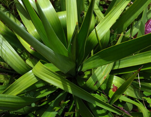 Obraz premium Yucca