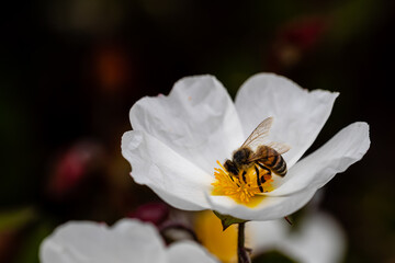 bee on little white flowers