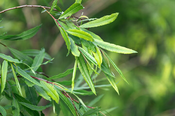 Close-up of brightly sharp green leaves of a young tree, in the background a blurred background
