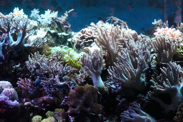 水槽のサンゴ