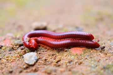 Mating millipedes