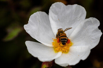 bee on little white flowers