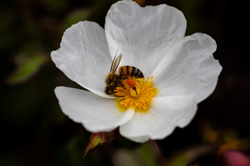 bee on little white flowers