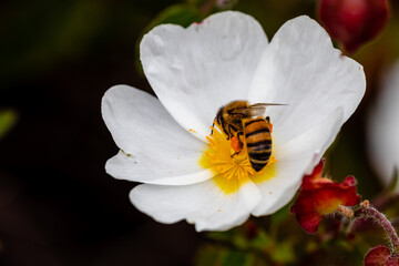 bee on little white flowers