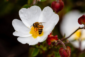 bee on little white flowers
