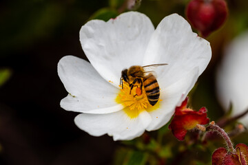 bee on little white flowers