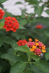 Red small flower clump
赤い小さい花の塊