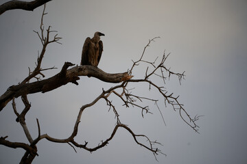 White backed vulture group Gyps africanus Old World vulture family Accipitridae