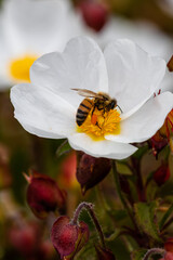 bee on little white flowers
