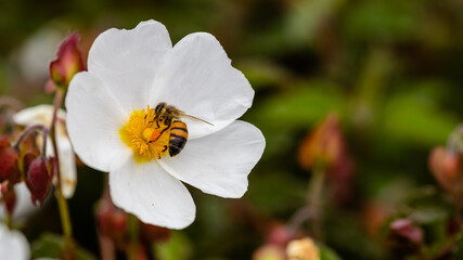 bee on little white flowers