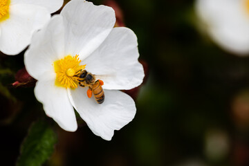 bee on little white flowers